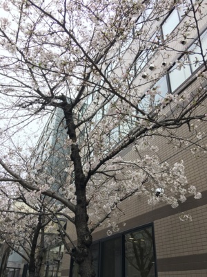 学校の桜が満開です🌸